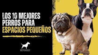 Los 10 mejores perros para espacios pequeños