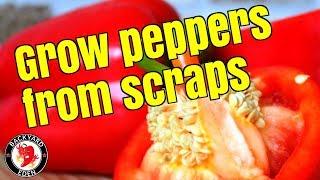 How to plant fresh bell pepper seeds