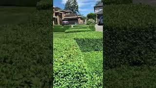 Hedge Cutting Techniques - Master the Art of Pruning for Lush and Healthy Hedges | #Shorts