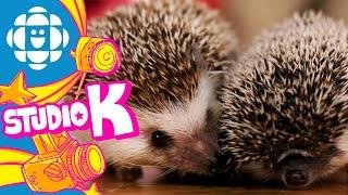 Studio K Safari: Hedgehog | CBC Kids