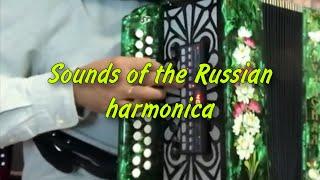 Every musician's dream. Sounds of the Russian harmonica