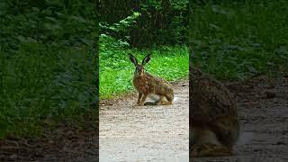 #hase #europeanhare #feldhase #european #hare #rabbit #rabbits #rabbitshorts #hasen #wild #wildlife