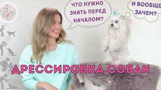 Дрессировка собак, наш опыт, мифы, с чего начать, основные принципы.