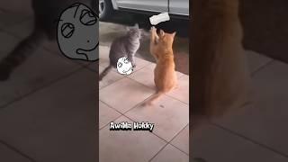 funny cat *2 ( black magic) #cat #catcute #funny #funnyanimals #humor #shorts #trollface