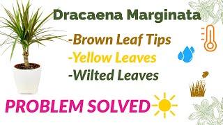 Dracaena Marginata: Brown Leaf Tips, Yellow leaves & Wilted leaves (Solutions) #dracaena