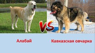 АЛАБАЙ VS КАВКАЗСКАЯ ОВЧАРКА