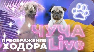 ЧУЧА LIVE - ПРЕОБРАЖЕНИЕ ХОДОРА.Приют «Юна». Груминг салон «Милорд»