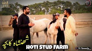 Ghora Shahanshah Ka Bacha owner Malik Arslan Khan - Hoti Stud Farm Abbas khan hoti