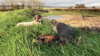 Goshawking in north Devon 2.5