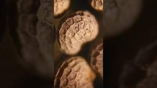 Can you guess the food? #microscope #food #smallworlds #nature