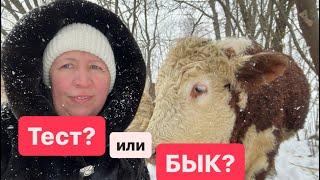 Купили тест, а бык раньше сообщил #герефорд #бык #тест #корова #теленок #покупка #ферма #животные