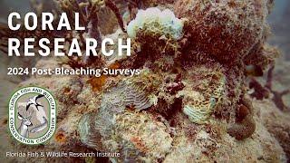 2024 Post-Bleaching Coral Surveys