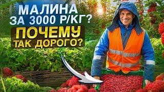 АГРОБИЗНЕС - ПОЛЕ ЧУДЕС С ВЫСОКОЙ РЕНТАБЕЛЬНОСТЬЮ?