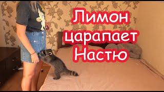 VLOG Нам привезли мебель. Лимон царапает Настю.