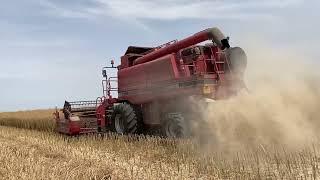 Case IH 2388 Axial Flow Oilseed Rape Harvest - OSR 2022