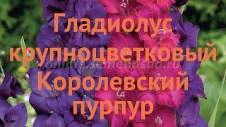 Гладиолус крупноцветковый Королевский пурпур  обзор: как сажать, луковицы гладиолуса