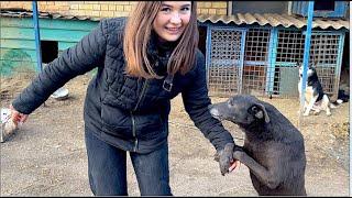 THE DOG WON'T LET GO MY HAND, DOG RESCUE STORIES 2023 AND DOG SHELTER OVERVIEW