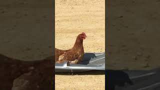 Chicken - In The Mood for SUMMER!  #funnyshorts #henhouse #chickencoop