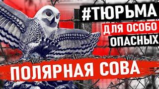 ЭТУ ТЮРЬМУ БОЯТСЯ ДАЖЕ РЕЦИДИВИСТЫ! Тюрьма Полярная Сова Для Особо Опасных