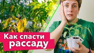 ОПАДАЮТ ЛИСТЬЯ НА РАССАДЕ ПЕРЦЕВ И ТОМАТОВ? Помогите ей быстро и эффективно!