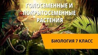 Голосеменные и покрытосеменные растения