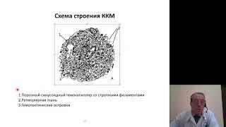 Гистология. Кроветворная и эндокринная системы