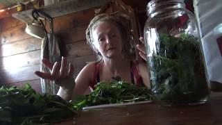 How to make a Lemon Balm elixir!