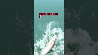 What’s The BEST Way To Catch Catfish?! #shorts #fishing #catfish #summeronshorts