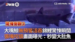 印尼大嘴鯨無預警活吞錦鯉！星項鯰張嘴咬頭畫面曝光超驚悚｜水族館｜鯰魚