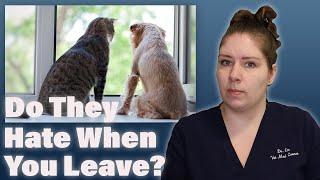 A Guide to Understanding Pet Separation Anxiety | A Veterinarian Explains (Part 1)