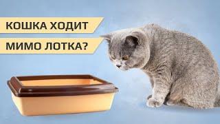 Кошка ходит мимо лотка