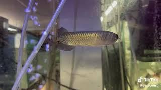  Jardini Arowana (Scleropages jardinii) 