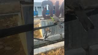 Tes perdana jeplak perkutut anti zong