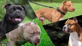 Which Bully Breed is BEST to own? (American pit bull terrier, American Bully, Amstaff, Staffy)