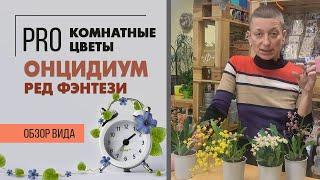 Орхидея Онцидиум - комнатное растение для дома и души. Что скрывается за названием Ред Фэнтези?