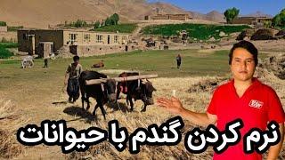 قسمت دهم؛ نرم کردن گندم به روش سنتی5000 ساله در دور ترین قریه ها ولسوالی یکه‌ولنگ بامیان