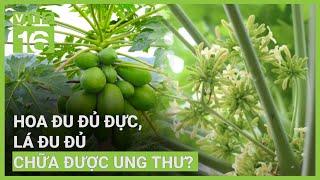 Thực hư "thần dược" hoa đu đủ đực, lá đu đủ chữa được ung thư? | VTC16