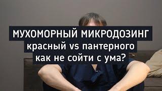 Мухоморный микродрозинг | сравнение красного и пантерного мухоморов | чего опасаться?