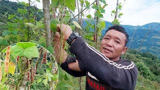 Bhumi taking local beans from the field for curry || village local organic food@bhumicooking