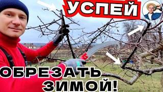 ОКНО ВОЗМОЖНОСТЕЙ ЗИМОЙ Как Обрезать и Обработать Дерево Без Риска Заболеваний