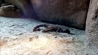 Gilamonster vs Rattlesnake