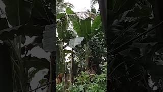 Good morningganito bubungad sayo pag gising mo sa umaga sa  probinsya#shortsfeed #nature #province
