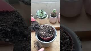 Repotting hack for Cactus  #plants #cactus #houseplants #repotting #shorts