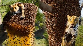 Horrifying bee attack on leopard: A battle for survival you can't miss!