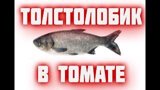 ТОЛСТОЛОБИК в томатном соусе в АВТОКЛАВе   Домашние рыбные консервы в автоклаве