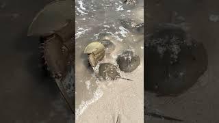 Horseshoe Crabs during mating spectacle - Delaware Bay - 3