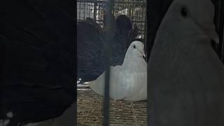 most beautiful fancy pigeon pair White and black #viralvideo #foryou #pigeon #fancybird #pigeonwings