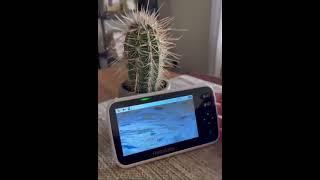 Meet the HelloBaby Video Baby Monitor