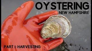 Oystering New Hampshire part 1: Harvesting