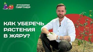 ЗАДЕЛ ДЛЯ БОГАТОГО УРОЖАЯ: КАК УБЕРЕЧЬ РАСТЕНИЯ ОТ ЖАРЫ И ЗАЩИТИТЬ ОТ БОЛЕЗНЕЙ